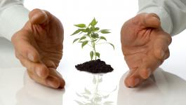 bigstock_Plant_1259264